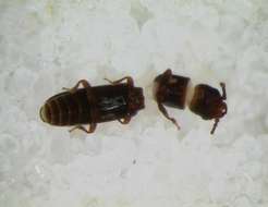 Image of Bark-gnawing, Checkered and Soft-winged Flower Beetles