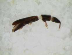 Image of Bark-gnawing, Checkered and Soft-winged Flower Beetles