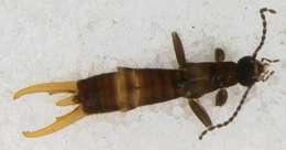 Image of Panarthropoda