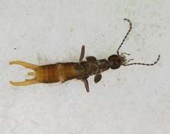 Image of Panarthropoda