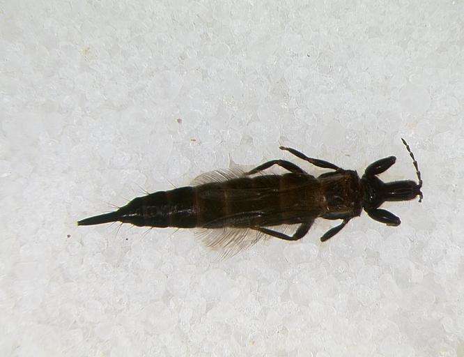 Image of Panarthropoda