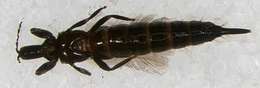 Image of Panarthropoda