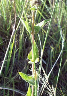 Image of Hemp-agrimony