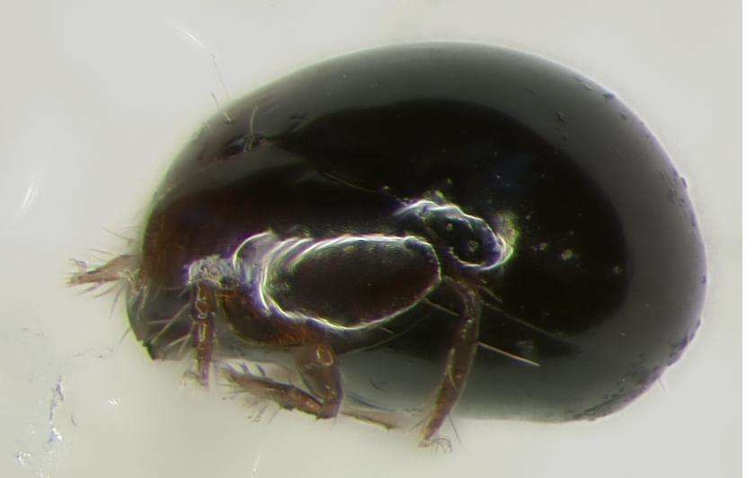 Image de Sarcoptiformes