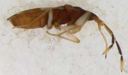 Image of Panarthropoda