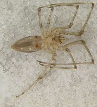 Image of long-jawed orb weavers