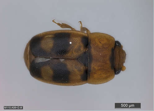 Image of Sap, Bark and Fungus Beetles