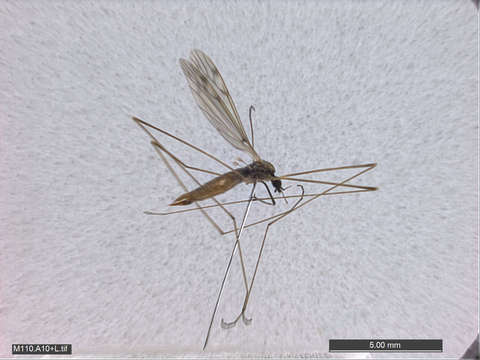 Image of Crane Flies