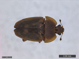 Image of Sap, Bark and Fungus Beetles