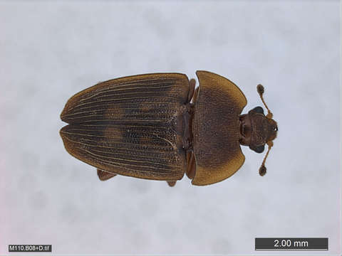 Image of Sap, Bark and Fungus Beetles