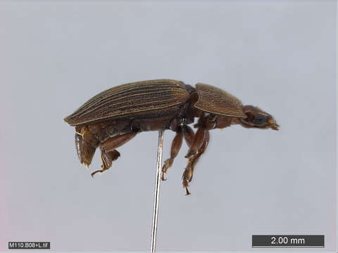 Image of Sap, Bark and Fungus Beetles