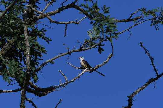 Image of Scissor-tailed Flycatcher