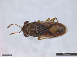 Image of Panarthropoda