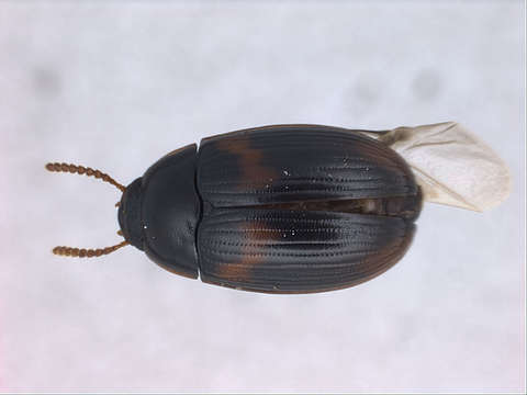 Image of Fungus, Bark, Darkling and Blister Beetles