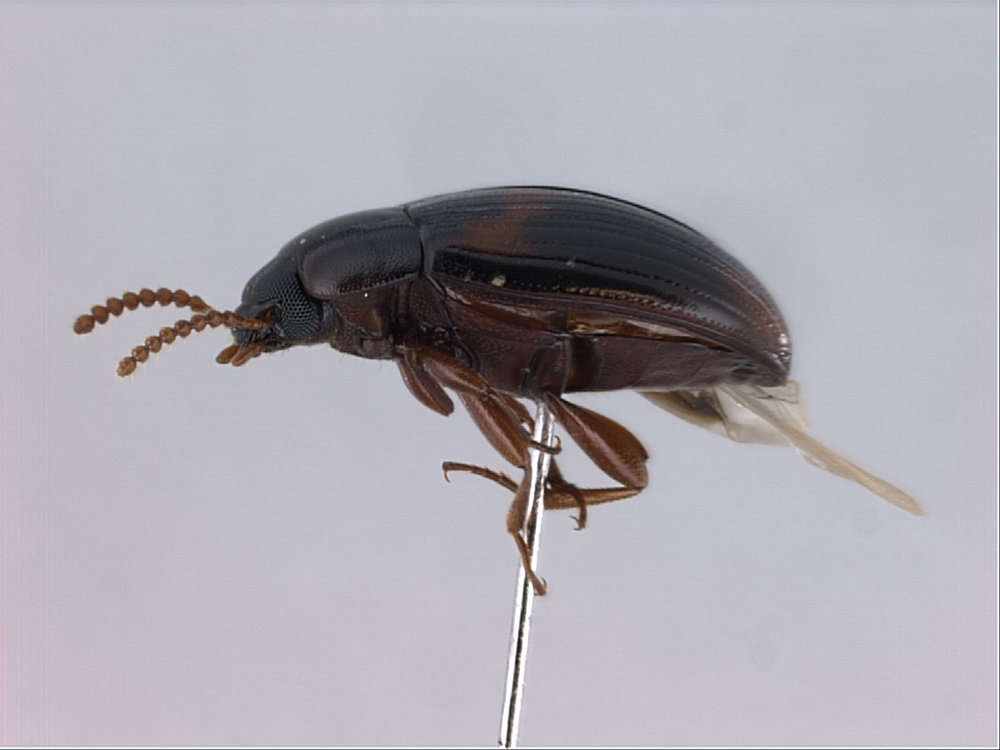 Image of Fungus, Bark, Darkling and Blister Beetles