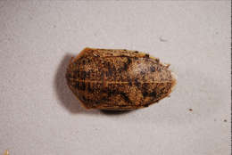 Image of Pentatomoidea