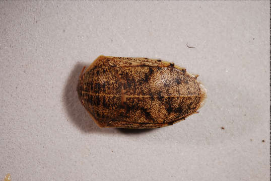 Image of Pentatomoidea