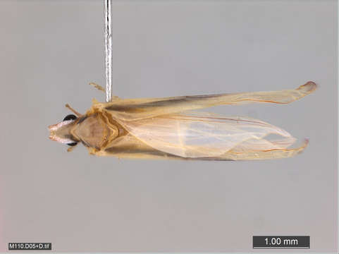 Image of planthoppers