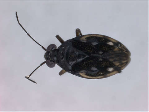 صورة Leptopodomorpha