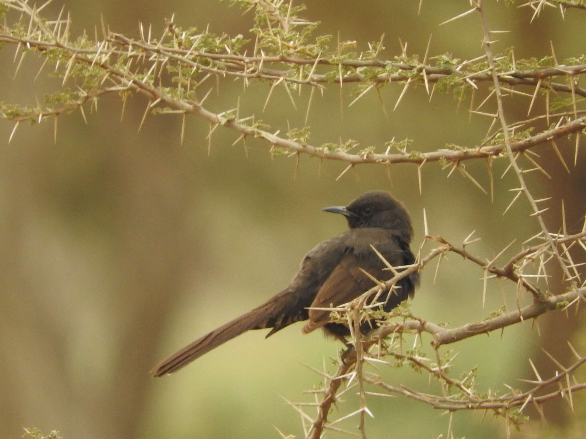 Image of Black Bush Robin