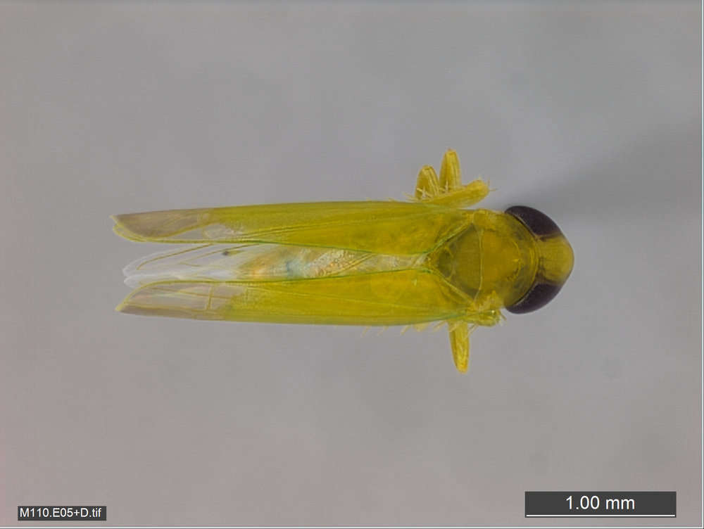 Image of Membracoidea