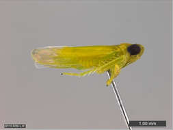 Image of Membracoidea