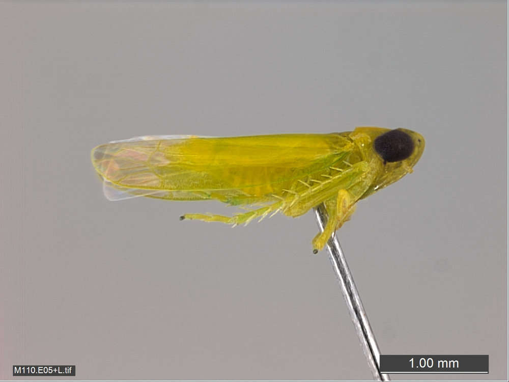Image of Membracoidea