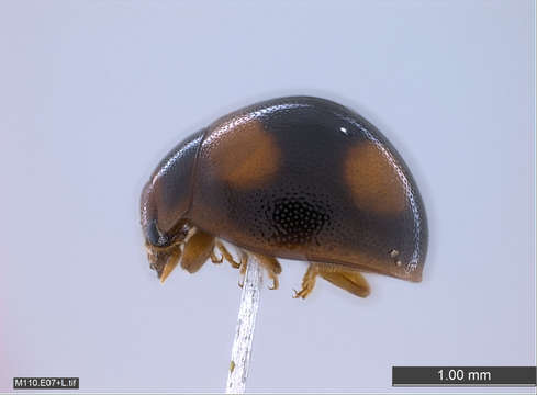 Image of Coccinelloidea