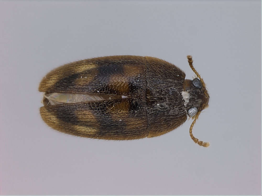 Image of Staphylinoidea