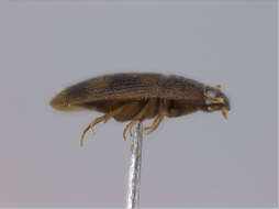 Image of Staphylinoidea