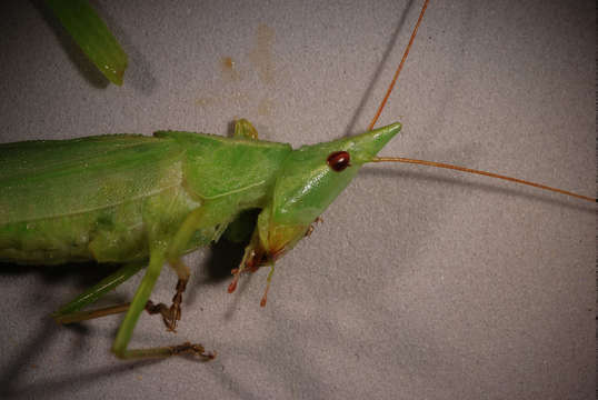 Image of Tettigoniidea