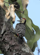 Image of Fulvous-breasted Woodpecker