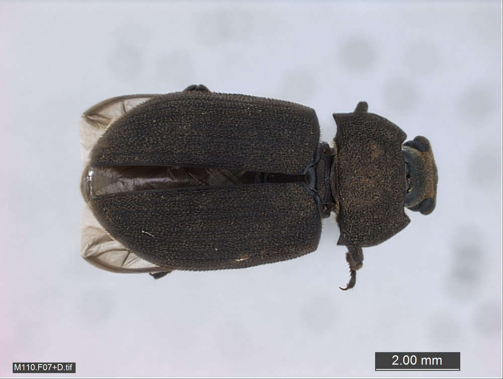 Image of Fungus, Bark, Darkling and Blister Beetles