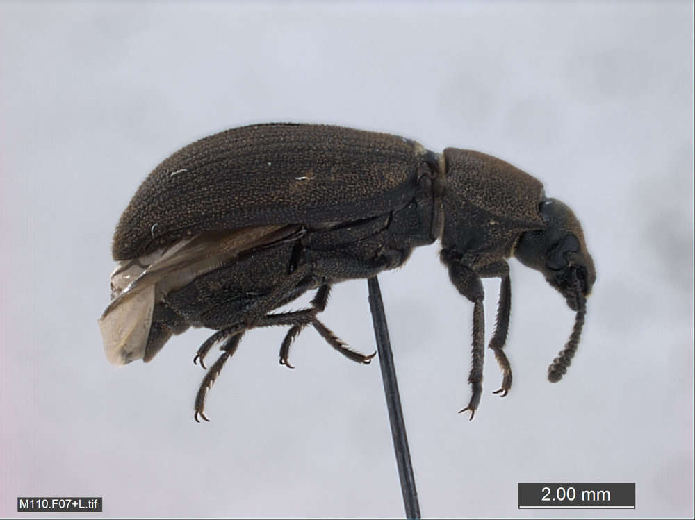 Image of Fungus, Bark, Darkling and Blister Beetles