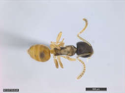 Image of Panarthropoda