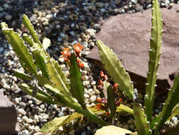 Plancia ëd Pfeiffera monacantha (Griseb.) P. V. Heath