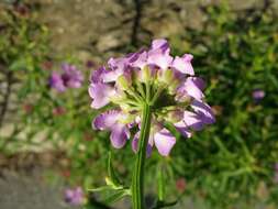 Plancia ëd Iberis umbellata L.