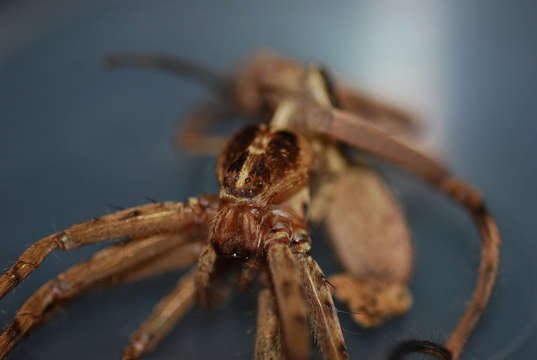 Image of Huntsman Spiders