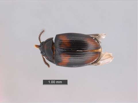 Image of Fungus, Bark, Darkling and Blister Beetles