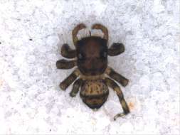 Sivun Thorelliola kuva