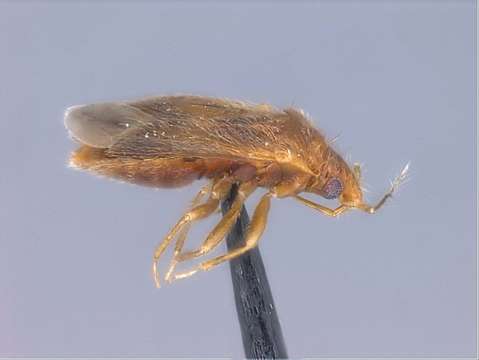 Image of Cimicoidea