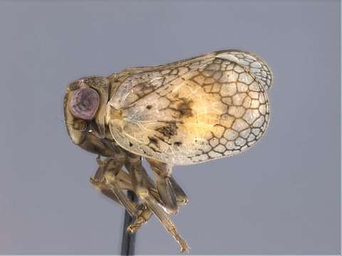 Image of Nogodinid Planthoppers