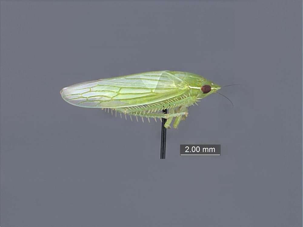 Image of Membracoidea