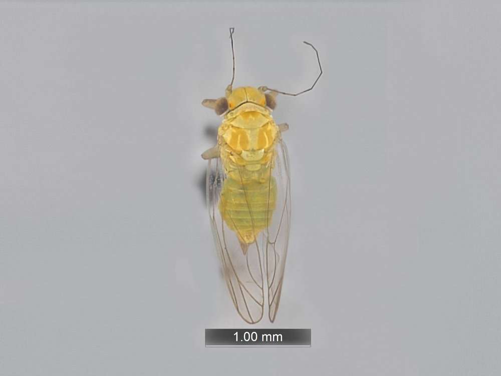 Image of jumping plant louse