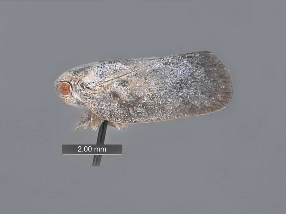 Image of planthoppers