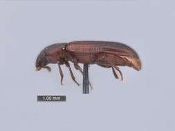 Sivun Pimikkökuoriaismaiset kuva