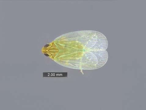 Image of tropiduchid planthoppers