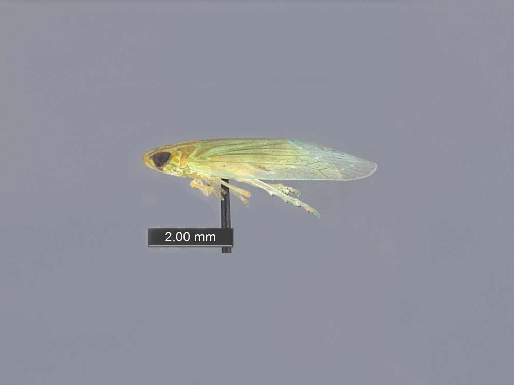 Image of tropiduchid planthoppers