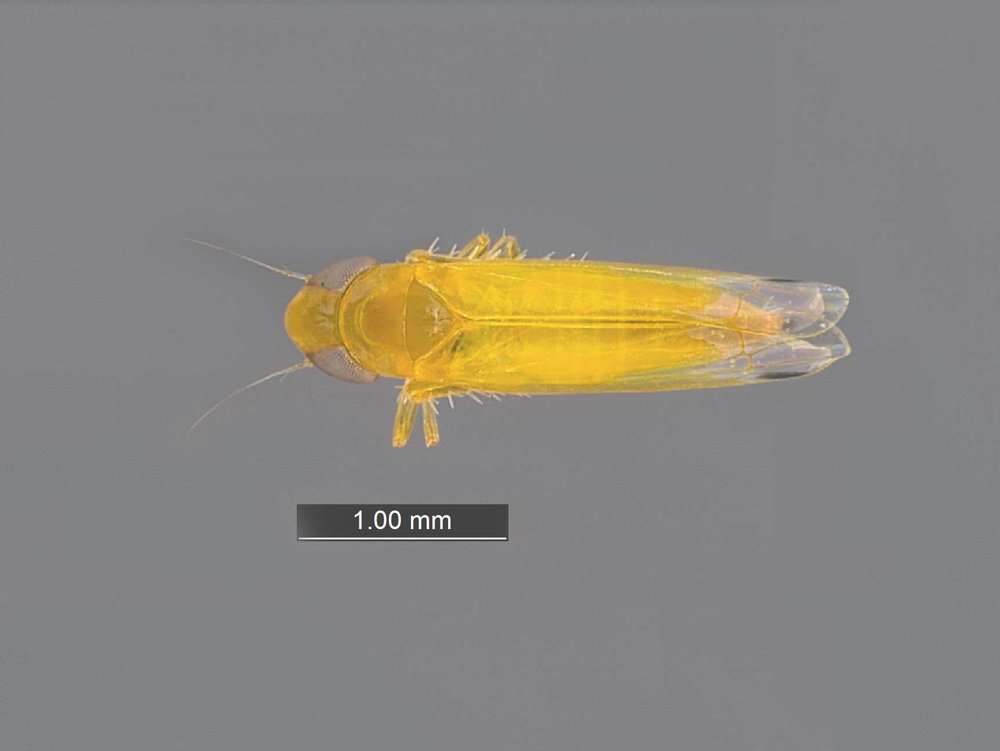 Image of Membracoidea