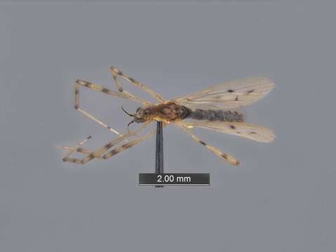 Image of net-winged midges